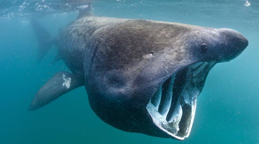 Basking Shark