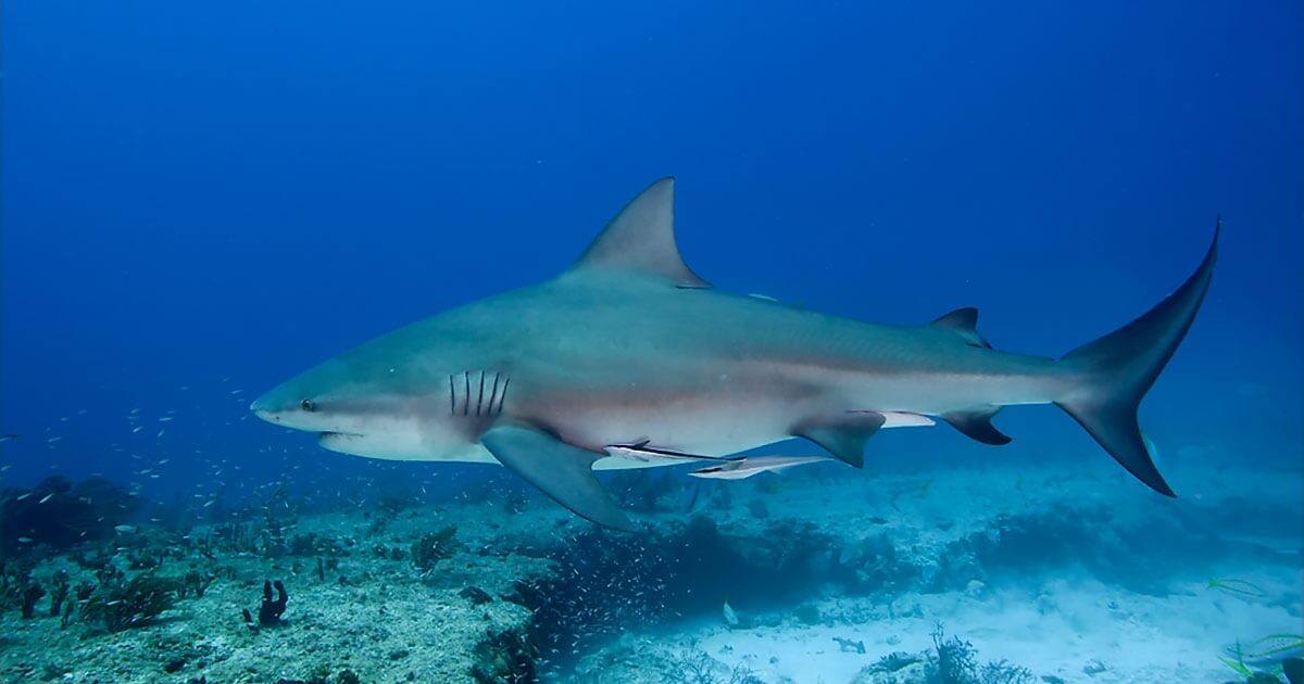 Bull Shark