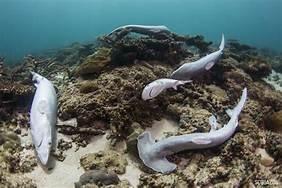 More Definned Sharks