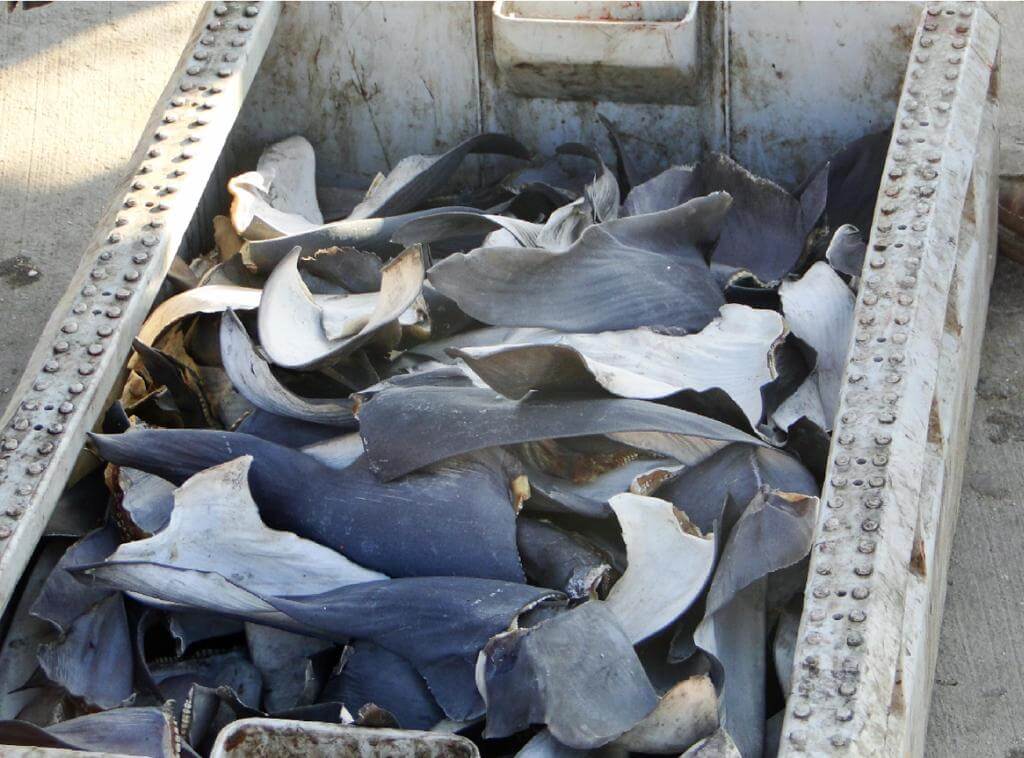 Shark Fins