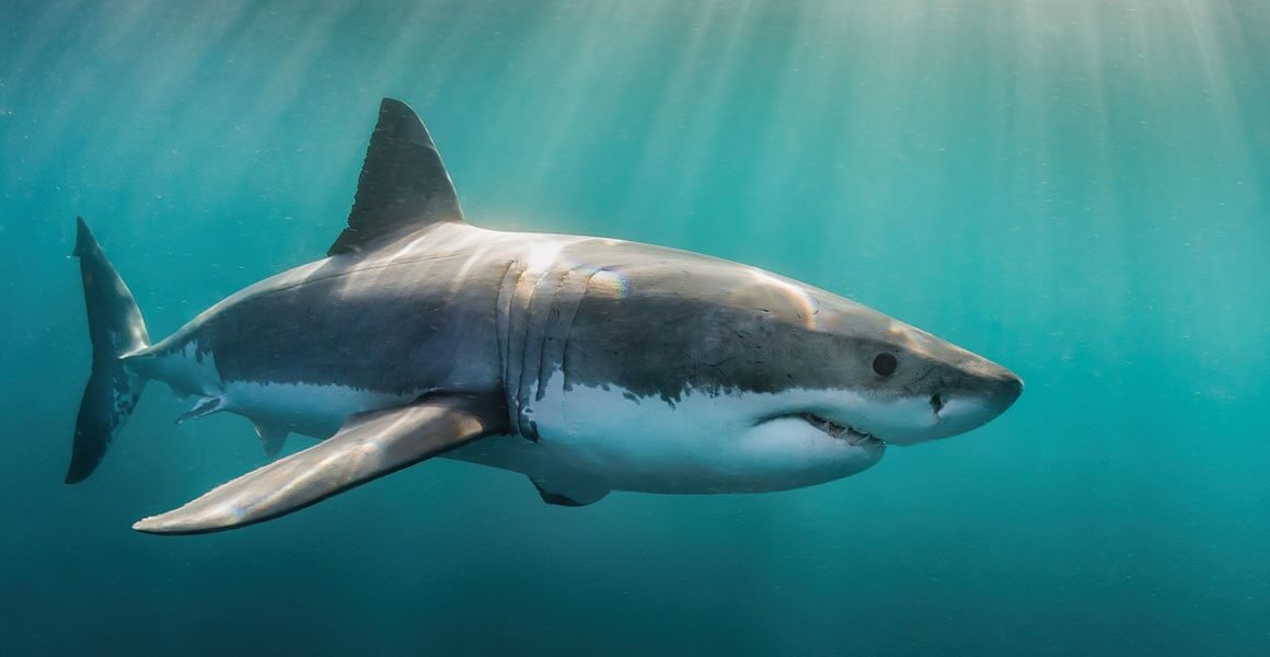 Great White Shark
