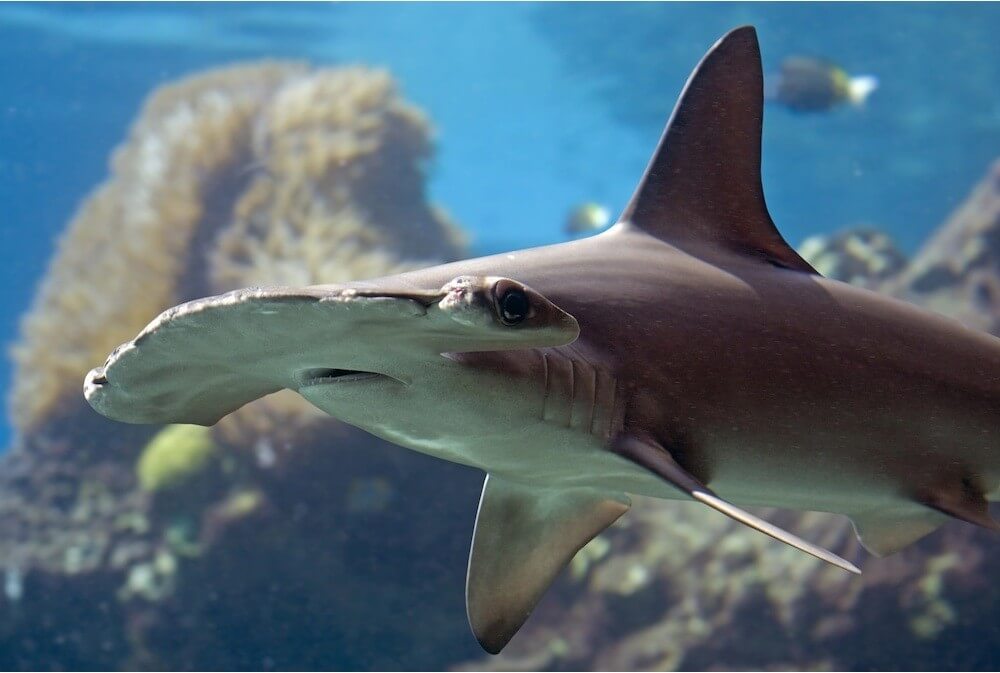 Hammer Head Shark
