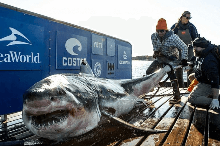 Ironbound Shark getting tagged