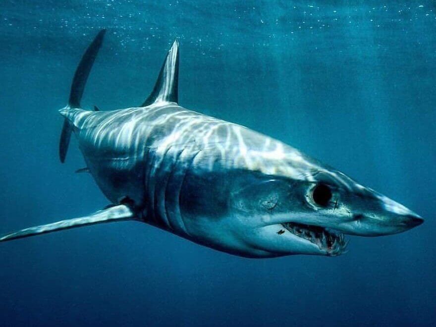 Mako Shark