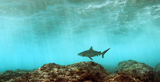 Reef Shark