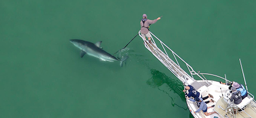 Tagging Sharks